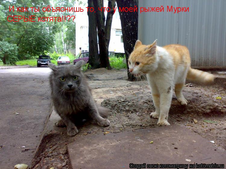 И как ты объяснишь то, что у моей рыжей Мурки СЕРЫЕ котята!!??... Котоматрица: И как ты объяснишь то, что у моей рыжей Мурки СЕРЫЕ котята!!??