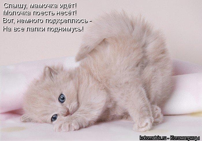Слышу, мамочка идёт! Молочка поесть несёт! Вот, немного подкреплюсь - На все лапки поднимусь!... Котоматрица: Слышу, мамочка идёт! Молочка поесть несёт! Вот, немного подкреплюсь - На все лапки поднимусь!