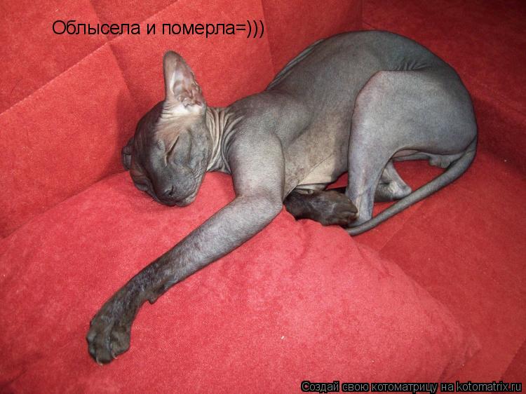 Котоматрица: Облысела и померла=)))