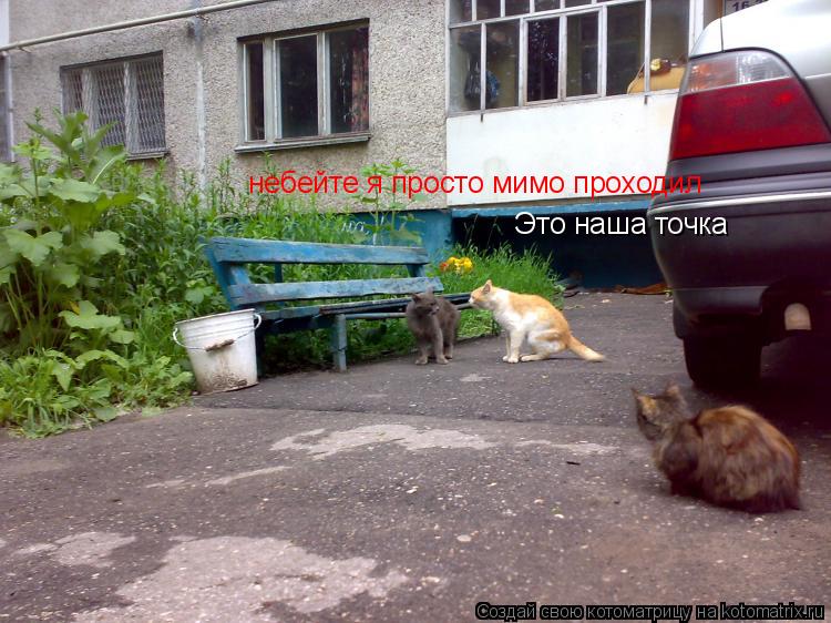 Котоматрица: Это наша точка  небейте я просто мимо проходил