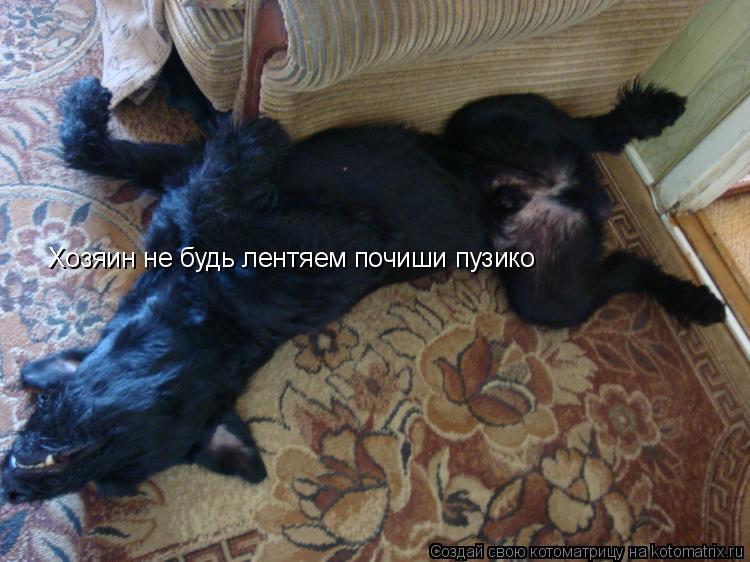 Котоматрица: Хозяин не будь лентяем почиши пузико