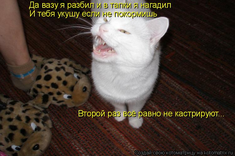 Котоматрица: Да вазу я разбил и в тапки я нагадил И тебя укушу если не покормишь Второй раз всё равно не кастрируют...