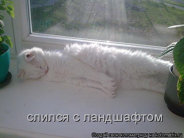 Котоматрица: слился с ландшафтом