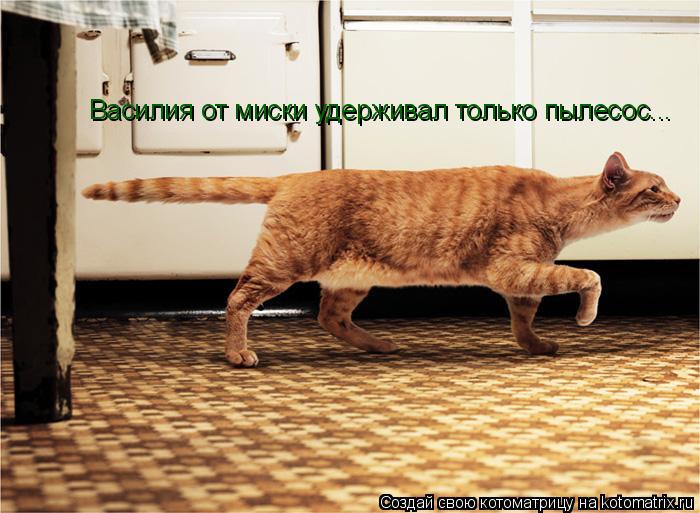 Котоматрица: Василия от миски удерживал только пылесос...