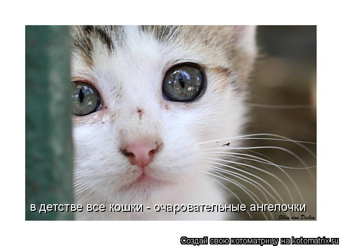 в детстве все кошки - очаровательные ангелочки... Котоматрица: в детстве все кошки - очаровательные ангелочки