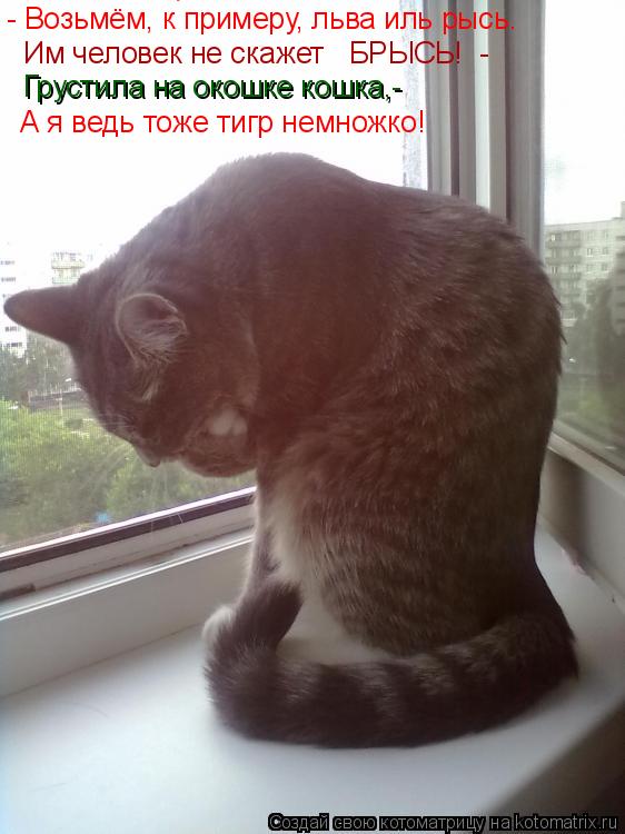 - Возьмём, к примеру, льва иль рысь. - Возьмём, к примеру, льва иль рысь. Им человек не скажет « БРЫС... Котоматрица: - Возьмём, к примеру, льва иль рысь. - Возьмём, к примеру, льва иль рысь. Им человек не скажет « БРЫСЬ! «- Грустила на окошке кошка,- А я ведь тоже