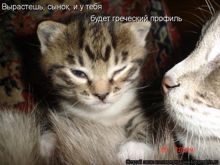 Вырастешь, сынок, и у тебя будет греческий профиль... Котоматрица: Вырастешь, сынок, и у тебя будет греческий профиль