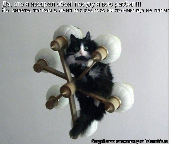 Да, это я изодрал обои! посуду я всю разбил!!! Но, знаете, тапком в меня так жестоко никто никогда не... Котоматрица: Да, это я изодрал обои! посуду я всю разбил!!! Но, знаете, тапком в меня так жестоко никто никогда не палил.