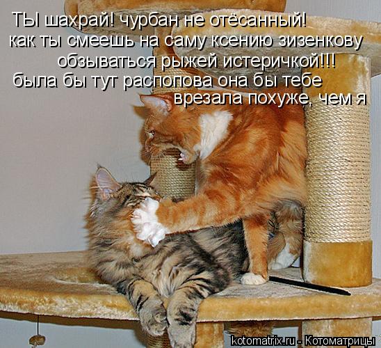 ТЫ шахрай! чурбан не отёсанный! как ты смеешь на саму ксению зизенкову обзываться рыжей истеричкой!!!... Котоматрица: ТЫ шахрай! чурбан не отёсанный! как ты смеешь на саму ксению зизенкову обзываться рыжей истеричкой!!! была бы тут распопова она бы тебе вреза