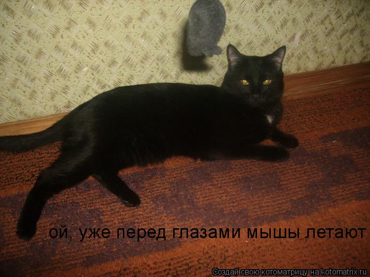 ой, уже перед глазами мышы летают... Котоматрица: ой, уже перед глазами мышы летают