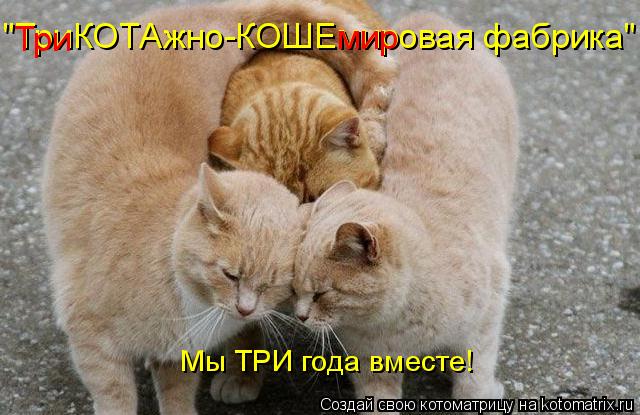 Мы ТРИ года вместе! "ТриКОТАжно-КОШЕмировая фабрика" Три мир... Котоматрица: Мы ТРИ года вместе! "ТриКОТАжно-КОШЕмировая фабрика" Три мир