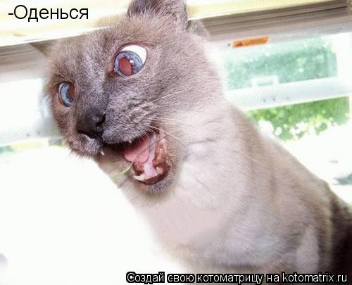 -Оденься... Котоматрица: -Оденься