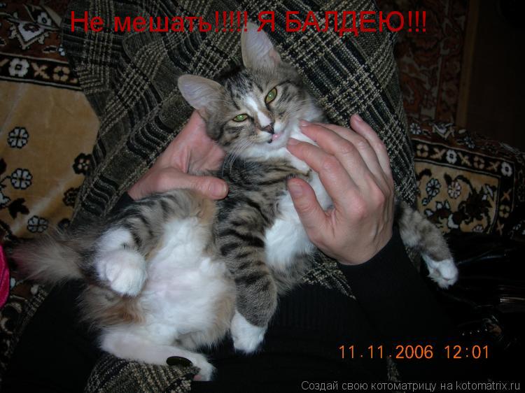 Не мешать!!!!! Я БАЛДЕЮ!!! Не мешать!!!!! Я БАЛДЕЮ!!!... Котоматрица: Не мешать!!!!! Я БАЛДЕЮ!!! Не мешать!!!!! Я БАЛДЕЮ!!!