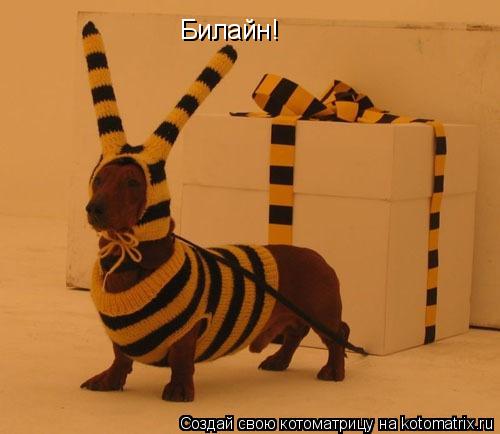 Билайн!... Котоматрица: Билайн!