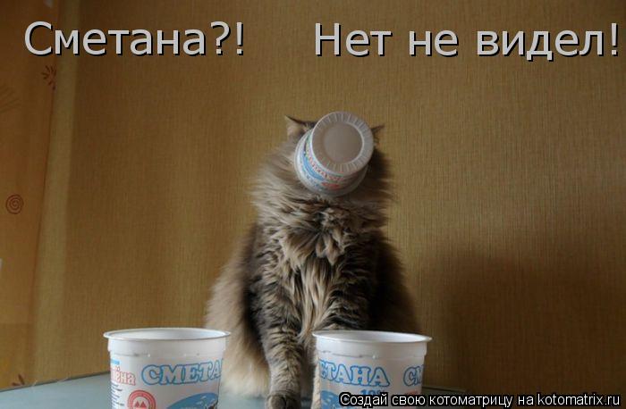 Сметана?! Нет не видел!... Котоматрица: Сметана?! Нет не видел!