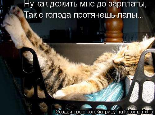 Ну как дожить мне до зарплаты, Так с голода протянешь лапы...... Котоматрица: Ну как дожить мне до зарплаты, Так с голода протянешь лапы...