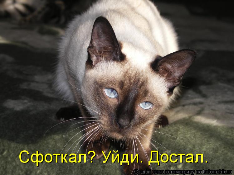 Сфоткал? Уйди. Достал.... Котоматрица: Сфоткал? Уйди. Достал.