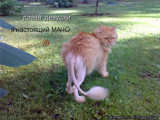 даааа, девушки я настоящий МАЧО )))... Котоматрица: даааа, девушки я настоящий МАЧО )))