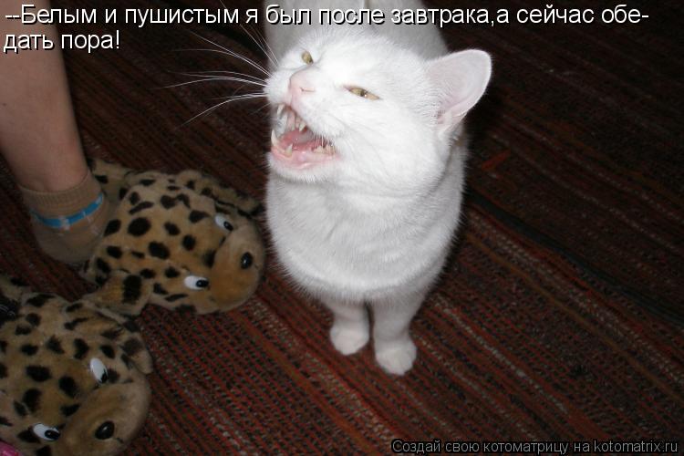 --Белым и пушистым я был после завтрака,а сейчас обе- дать пора!... Котоматрица: --Белым и пушистым я был после завтрака,а сейчас обе- дать пора!