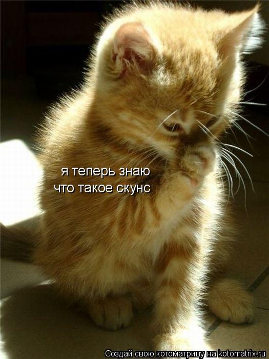 я теперь знаю что такое скунс... Котоматрица: я теперь знаю что такое скунс