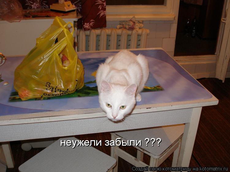 неужели забыли ???... Котоматрица: неужели забыли ???