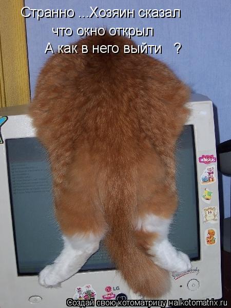 Странно ...Хозяин сказал что окно открыл А как в него выйти ?... Котоматрица: Странно ...Хозяин сказал что окно открыл А как в него выйти ?