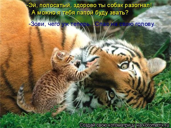 -Эй, полосатый, здорово ты собак разогнал! А можно я тебя папой буду звать? -Зови, чего уж теперь...С... Котоматрица: -Эй, полосатый, здорово ты собак разогнал! А можно я тебя папой буду звать? -Зови, чего уж теперь...Спас на свою голову..