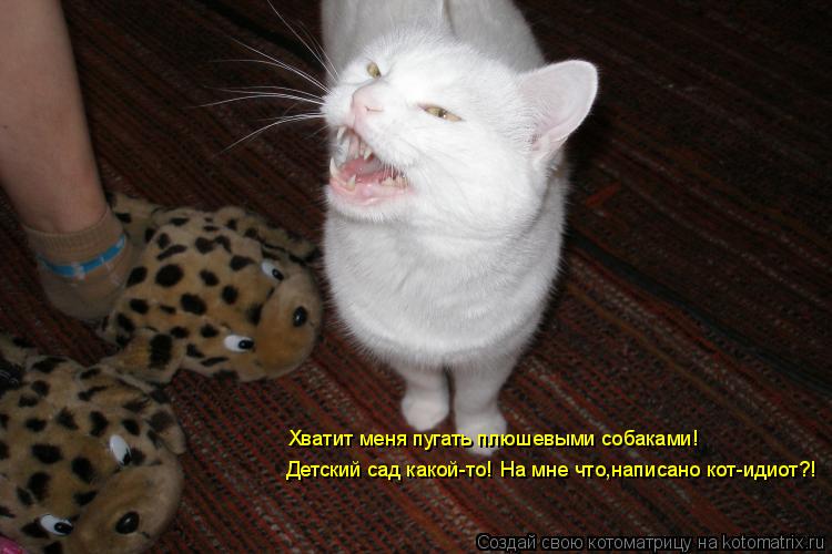 Хватит меня пугать плюшевыми собаками! Детский сад какой-то! На мне что,написано кот-идиот?!... Котоматрица: Хватит меня пугать плюшевыми собаками! Детский сад какой-то! На мне что,написано кот-идиот?!