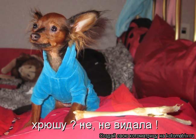хрюшу ? не, не видала !... Котоматрица: хрюшу ? не, не видала !