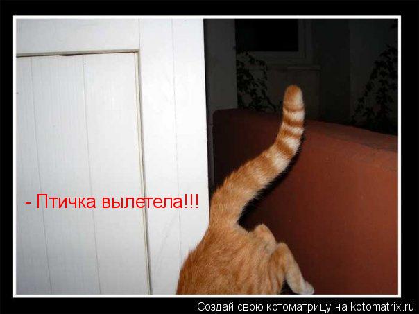 - Птичка вылетела!!!... Котоматрица: - Птичка вылетела!!!