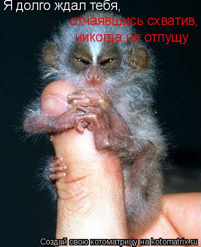Я долго ждал тебя, отчаявшись схватив, никогда не отпущу... Котоматрица: Я долго ждал тебя, отчаявшись схватив, никогда не отпущу