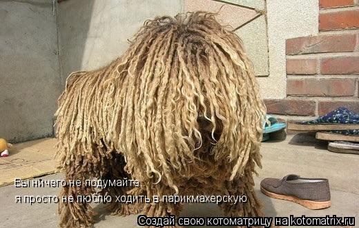 Вы ничего не подумайте.. я просто не люблю ходить в парикмахерскую... Котоматрица: Вы ничего не подумайте.. я просто не люблю ходить в парикмахерскую