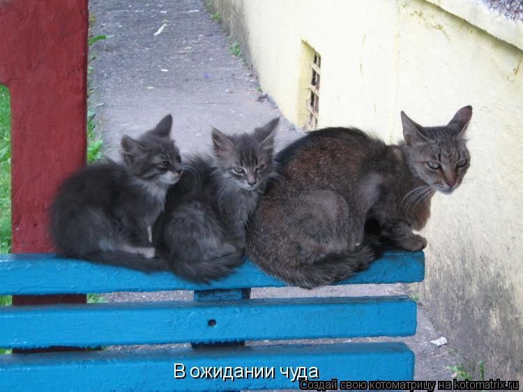 В ожидании чуда... Котоматрица: В ожидании чуда
