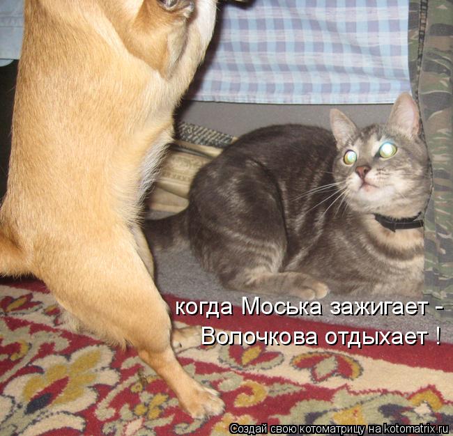 когда Моська зажигает - Волочкова отдыхает !... Котоматрица: когда Моська зажигает - Волочкова отдыхает !