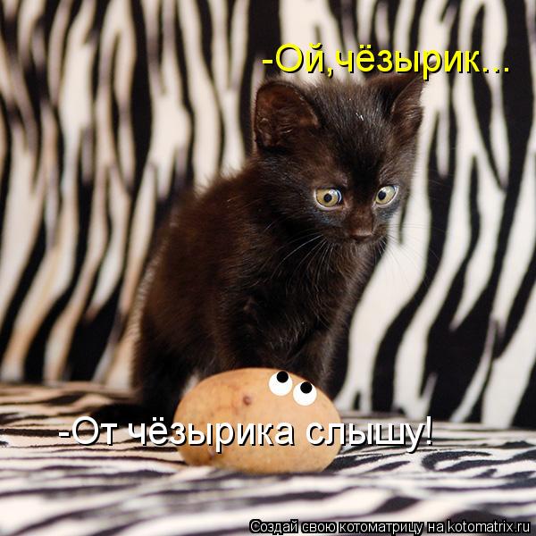 -Ой,чёзырик... -От чёзырика слышу!... Котоматрица: -Ой,чёзырик... -От чёзырика слышу!