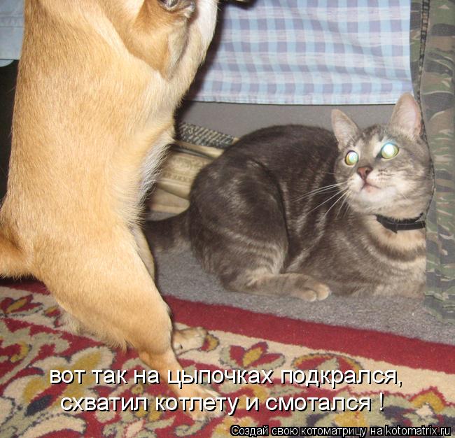 вот так на цыпочках подкрался, схватил котлету и смотался !... Котоматрица: вот так на цыпочках подкрался, схватил котлету и смотался !