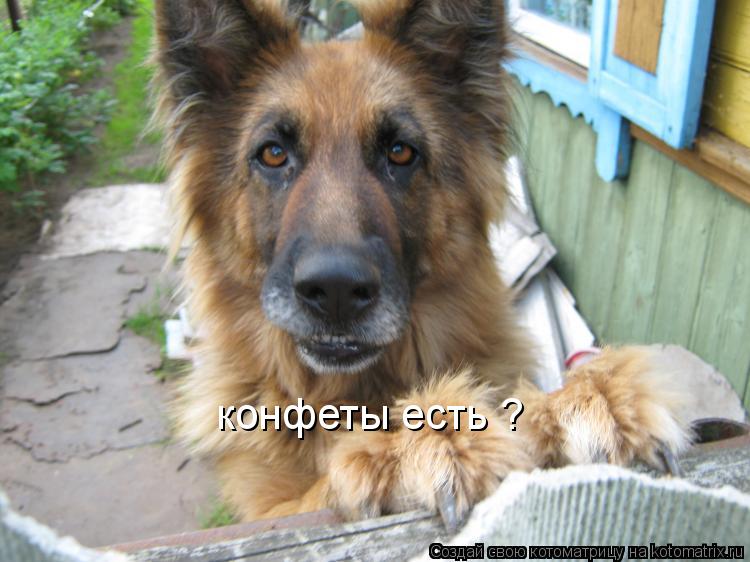 конфеты есть ?... Котоматрица: конфеты есть ?