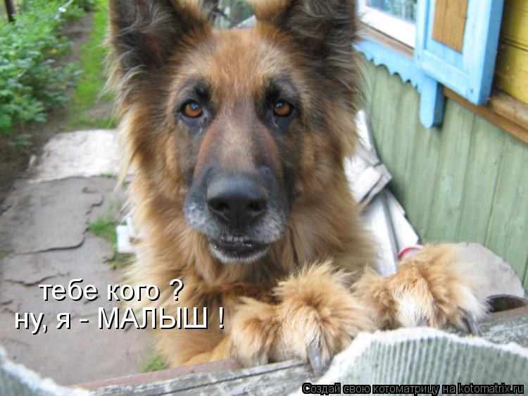 ну, я - МАЛЫШ ! тебе кого ?... Котоматрица: ну, я - МАЛЫШ ! тебе кого ?