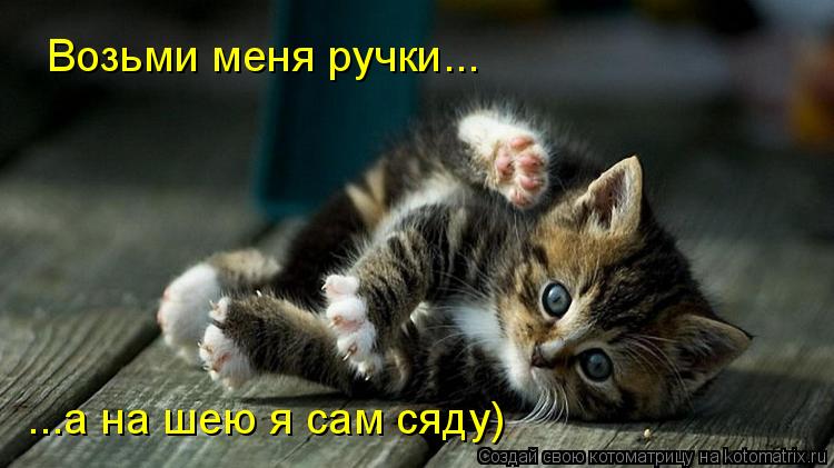 Возьми меня ручки... ...а на шею я сам сяду)... Котоматрица: Возьми меня ручки... ...а на шею я сам сяду)