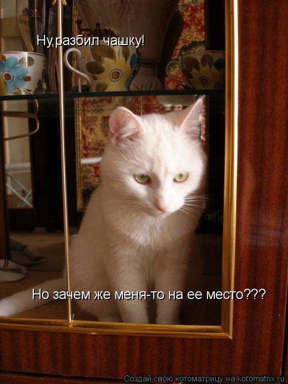 Ну,разбил чашку! Но зачем же меня-то на ее место???... Котоматрица: Ну,разбил чашку! Но зачем же меня-то на ее место???