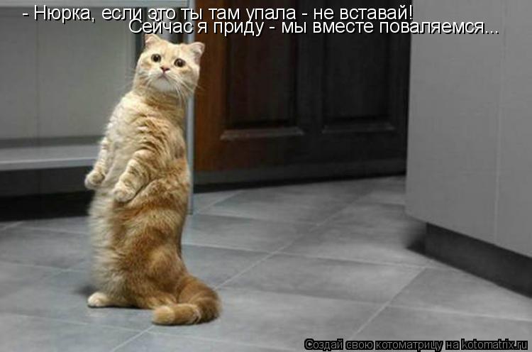 - Нюрка, если это ты там упала - не вставай! Сейчас я приду - мы вместе поваляемся...... Котоматрица: - Нюрка, если это ты там упала - не вставай! Сейчас я приду - мы вместе поваляемся...