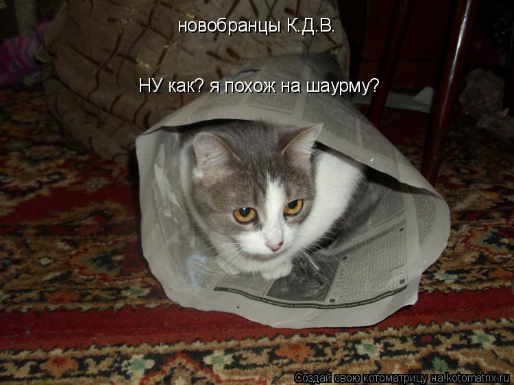 НУ как? я похож на шаурму? новобранцы К.Д.В.... Котоматрица: НУ как? я похож на шаурму? новобранцы К.Д.В.