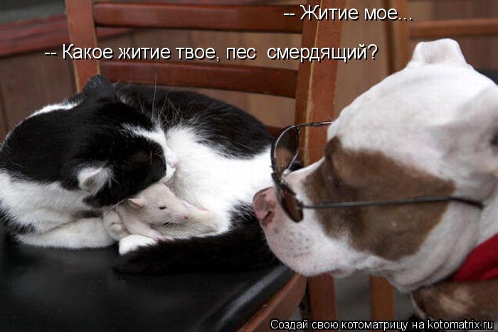 Котоматрица: -- Житие мое...    -- Какое житие твое, пес  смердящий?