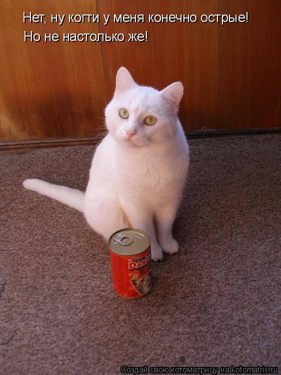 Нет, ну когти у меня конечно острые! Но не настолько же!... Котоматрица: Нет, ну когти у меня конечно острые! Но не настолько же!
