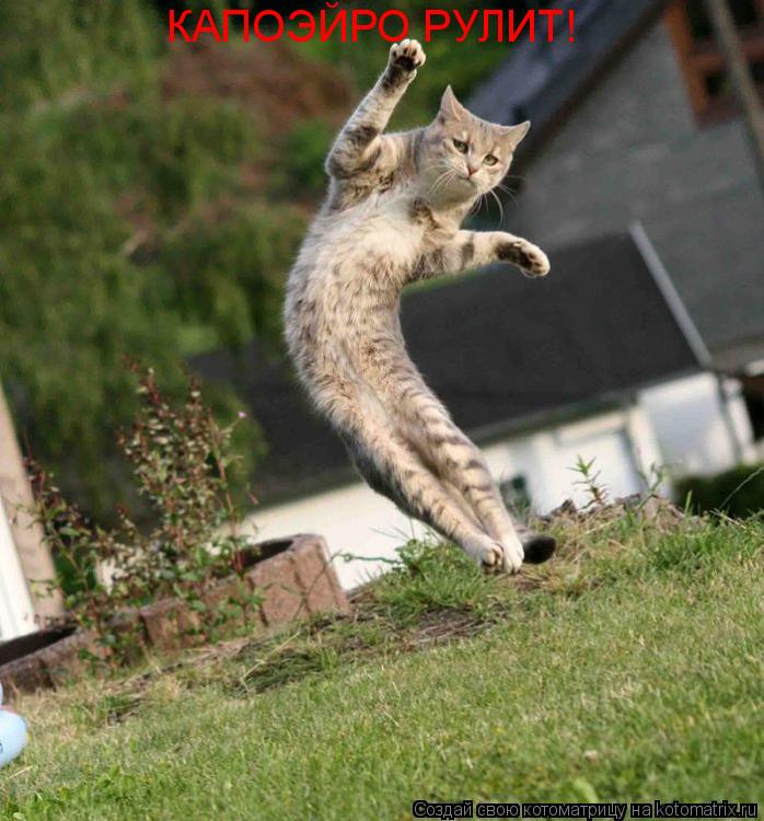 КАПОЭЙРО РУЛИТ!... Котоматрица: КАПОЭЙРО РУЛИТ!
