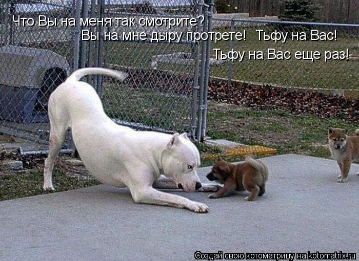 Что Вы на меня так смотрите? Вы на мне дыру протрете! Тьфу на Вас! Тьфу на Вас еще раз!... Котоматрица: Что Вы на меня так смотрите? Вы на мне дыру протрете! Тьфу на Вас! Тьфу на Вас еще раз!