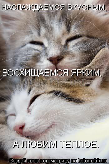 Котоматрица: НАСЛАЖДАЕМСЯ ВКУСНЫМ, ВОСХИЩАЕМСЯ ЯРКИМ, А ЛЮБИМ ТЕПЛОЕ.