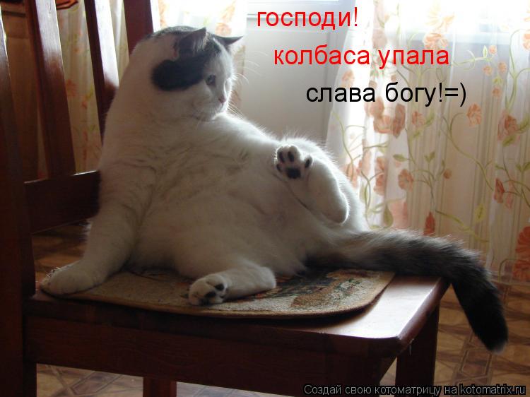 господи! колбаса упала слава богу!=)... Котоматрица: господи! колбаса упала слава богу!=)
