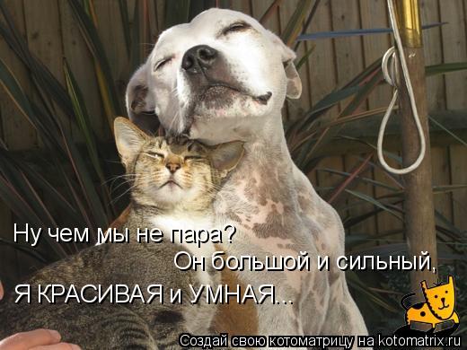 Ну чем мы не пара? Он большой и сильный, Я КРАСИВАЯ и УМНАЯ...... Котоматрица: Ну чем мы не пара? Он большой и сильный, Я КРАСИВАЯ и УМНАЯ...