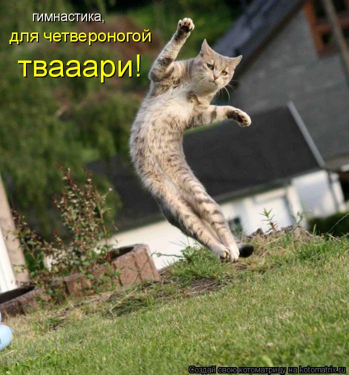 гимнастика, для четвероногой твааари!... Котоматрица: гимнастика, для четвероногой твааари!